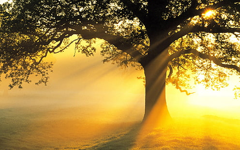дърво със слънце, поле, слънце, лъчи, светлина, дърво, клон, красота, HD тапет HD wallpaper