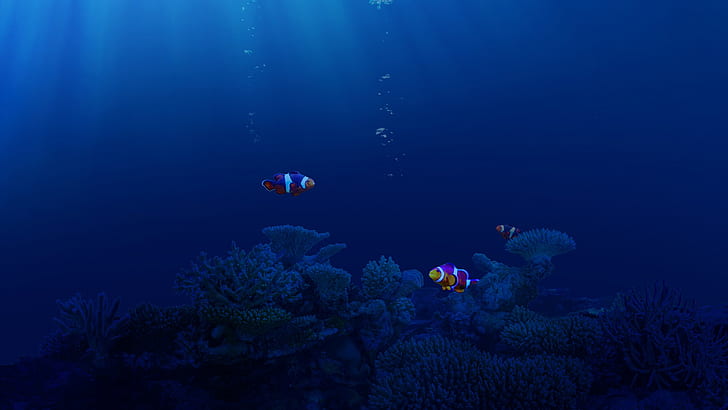 sea, underwater, fish, animals, clownfish, HD wallpaper