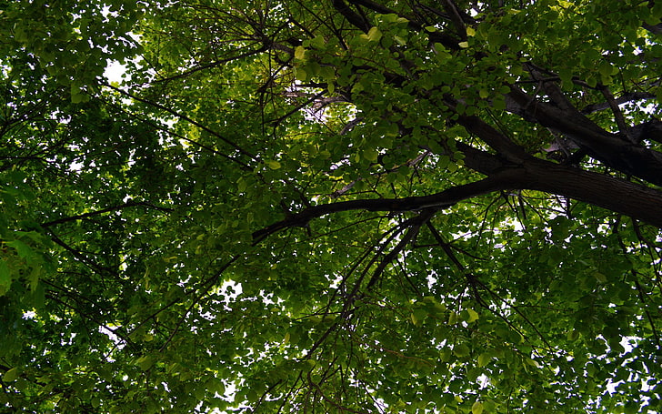 fotografi, natur, träd, löv, gren, HD tapet