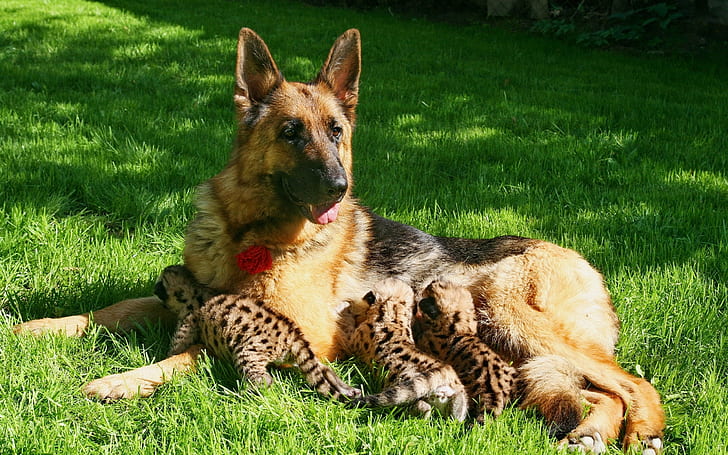 Dog feeding cougar cubs, motherhood, grass, Dog, Feeding, Cougar, Cubs, Motherhood, Grass, HD wallpaper