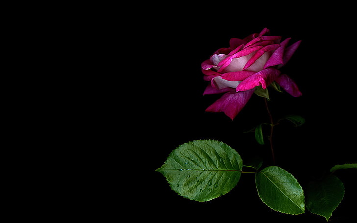 pink petaled flower, LATAR BELAKANG, PETAL, BLACK, ROSE, Wallpaper HD
