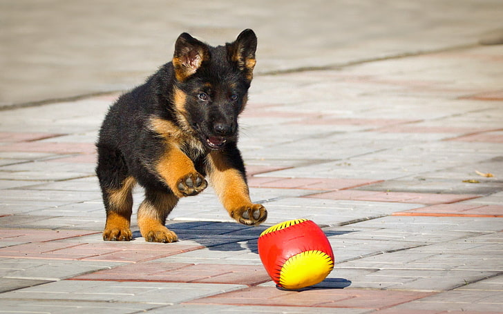 black and tan Rottweiler puppy, the ball, puppy, German shepherd, HD wallpaper
