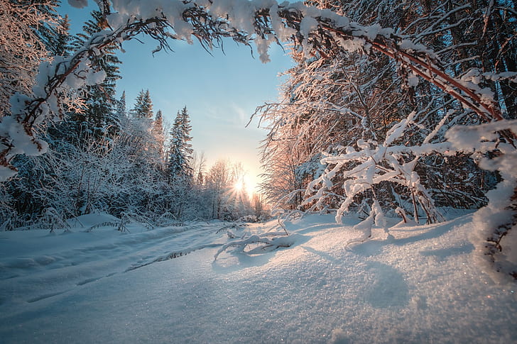 kar, kış, doğa, manzara, çam ağaçları, HD masaüstü duvar kağıdı