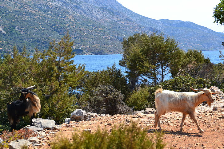 chèvres, Grèce, paysage, Méditerranée, montagnes, rocher, Samos, Fond d'écran HD