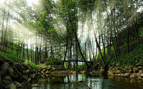 зеленое лиственное дерево, природа, пейзаж, солнечные лучи, река, мост, деревья, кустарники, весна, индейка, парк, утро, HD обои HD wallpaper