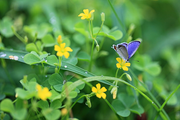 borboleta azul comum, borboletas, grama, flores, luz, HD papel de parede