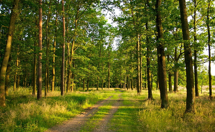 grünblättrige Bäume, Fotografie, Natur, Landschaft, Bäume, Wald, Pfad, Sommer, HD-Hintergrundbild