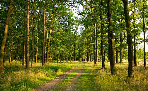 grünblättrige Bäume, Fotografie, Natur, Landschaft, Bäume, Wald, Pfad, Sommer, HD-Hintergrundbild HD wallpaper