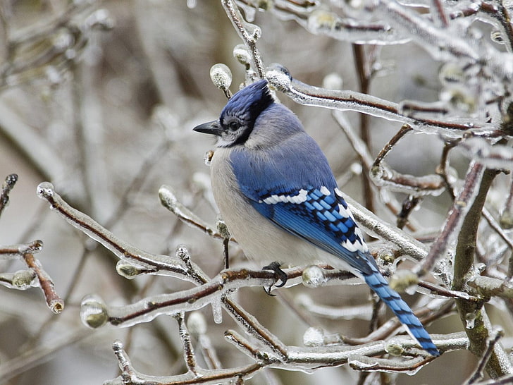 blue, white, and gray bird, winter, snow, birds, ice, branch, blue, HD wallpaper