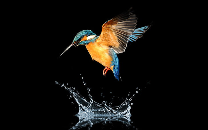 Birds, Kingfisher, Animal, Bird, Water, HD wallpaper