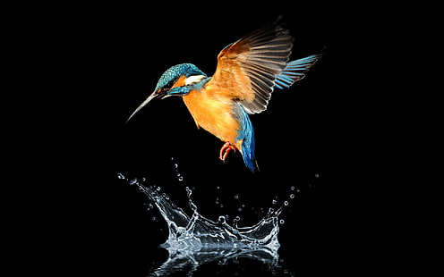 Vögel, Eisvogel, Tier, Vogel, Wasser, HD-Hintergrundbild HD wallpaper