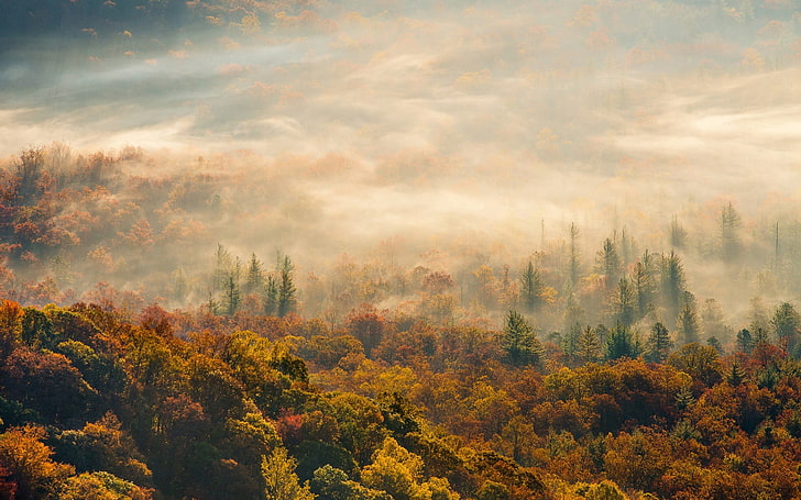 fotografia lasu, przyroda, drzewa, las, mgła, Tapety HD