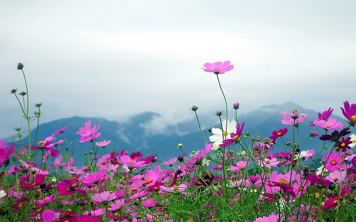 Природа Пейзажи Цветы Растения Поля Горы Небо Облака Лепестки Розовые бесплатные картинки, фиолетовые цветы, цветы, облака, поля, пейзажи, горы, природа, лепестки, картинки, розовые, растения, HD обои