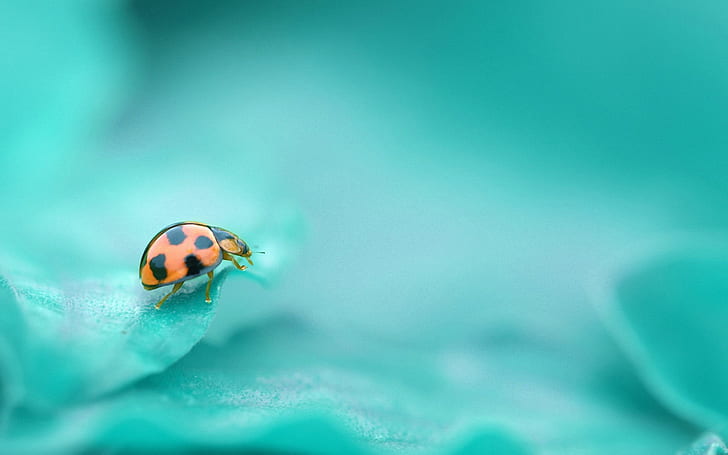Ladybug, Photography, Leaf, Green, ladybug, photography, leaf, green, HD wallpaper