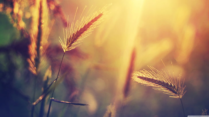 hierba marrón, fotografía de foco superficial de trigo, naturaleza, macro, borrosa, trigo, Fondo de pantalla HD