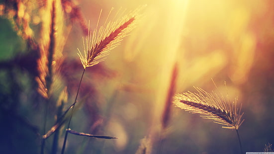 brązowa trawa, fotografia płytkiej ostrości pszenicy, natura, makro, niewyraźne, pszenica, Tapety HD HD wallpaper