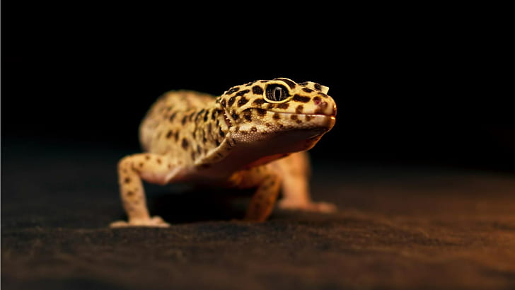 leopard gecko, HD wallpaper