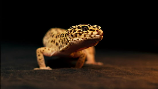 леопардовый геккон, HD обои HD wallpaper