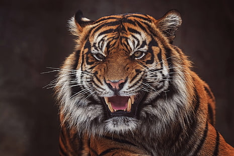 wajah, harimau, latar belakang gelap, potret, mulut, taring, senyum, kejahatan, agresi, kucing liar, Wallpaper HD HD wallpaper