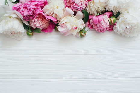 rosa und weiße Blumen, Blumen, Blütenblätter, Knospen, Pfingstrosen, HD-Hintergrundbild HD wallpaper