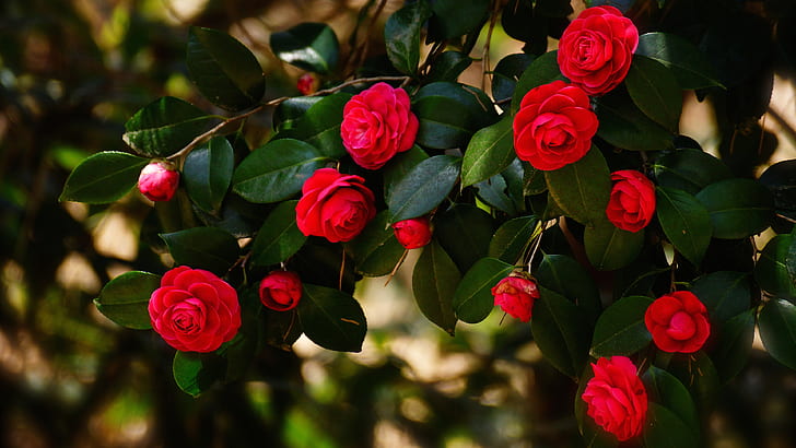 leaves, flowers, branches, the dark background, bright, Bush, red, flowering, Camellia, HD wallpaper