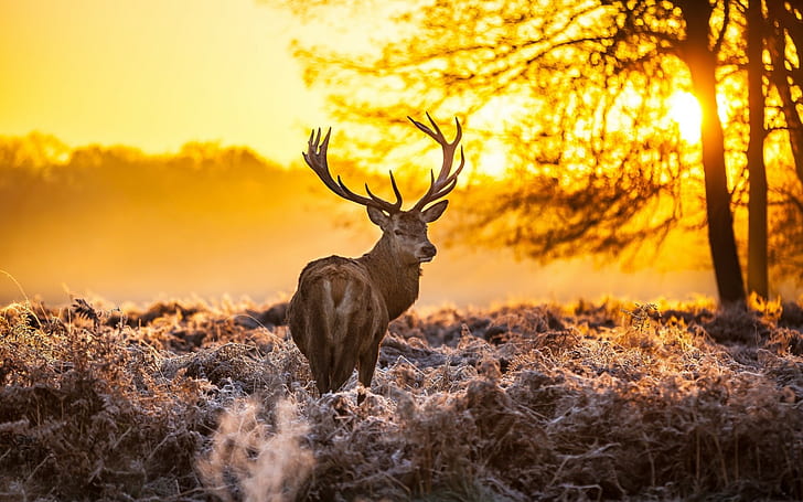 animals, Deer, nature, sunlight, winter, HD wallpaper