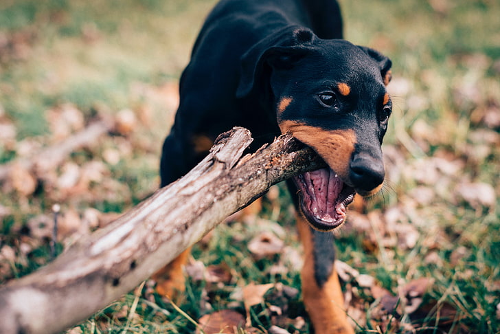 mahogany Rottweiler, dog, stick, playful, muzzle, nibbling, HD wallpaper