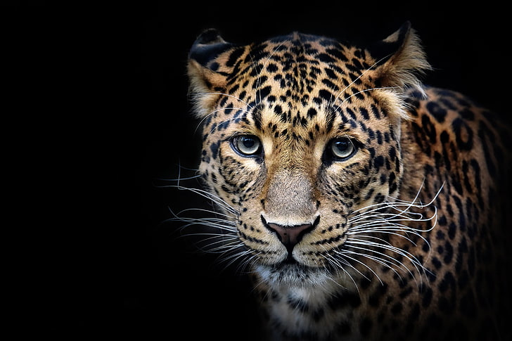 léopard brun et noir, regard, visage, léopard, portrait, prédateur, chat sauvage, fond noir, Fond d'écran HD