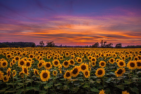 gelbes Sonnenblumenfeld, Sonnenblumen, Feld, Sonnenuntergang, Himmel, Wolken, HD-Hintergrundbild HD wallpaper