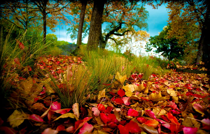 Sonbahar yaprakları, ağaçlar, yapraklar, sonbahar, doğa, HD masaüstü duvar kağıdı