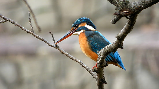 фотография на дива природа на синя птица на клон на дърво, рибар, рибар, рибар, фотография на дива природа, синя птица, клон на дърво, жена, зима, Япония, птица река, птица, дива природа, животно, природа, клюн, клон, на открито, HD тапет HD wallpaper