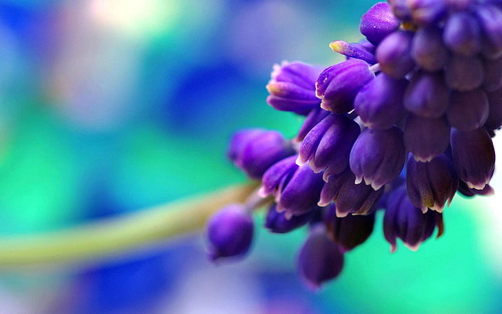 Spring buds macro photography HD wallpaper 08, purple petaled flowers, HD wallpaper