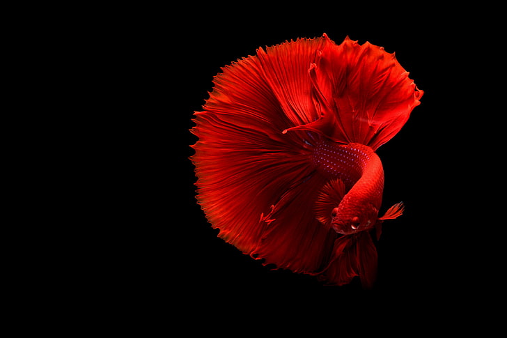 red fighting siamese fish, fish, red, tail, HD wallpaper