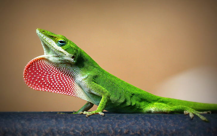 Young Lizard, green lizard, lizard, HD wallpaper