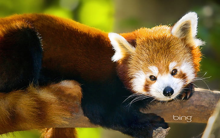 bing microsoft Bing's Best 3 Animals Other HD Art , red, bing, panda, windows7theme, microsoft, search, HD wallpaper