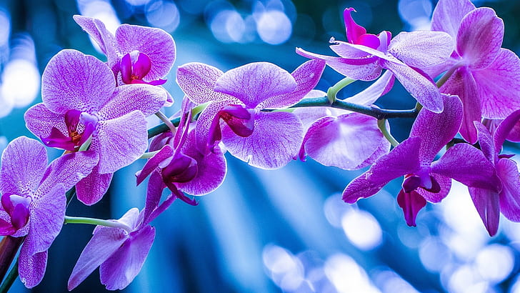 Phalaenopsis, Orchideen, rosa Blüten, Zweig, Phalaenopsis, Orchideen, rosa, Blüten, Zweig, HD-Hintergrundbild