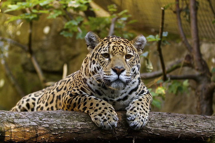 face, stay, predator, paws, Jaguar, wild cat, zoo, HD wallpaper