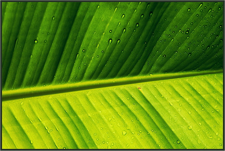 latar belakang screensaver daun pisang Wallpaper  HD 