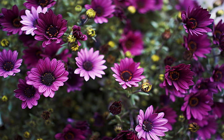 Flower Macro Purple HD, nature, flower, macro, purple, HD wallpaper