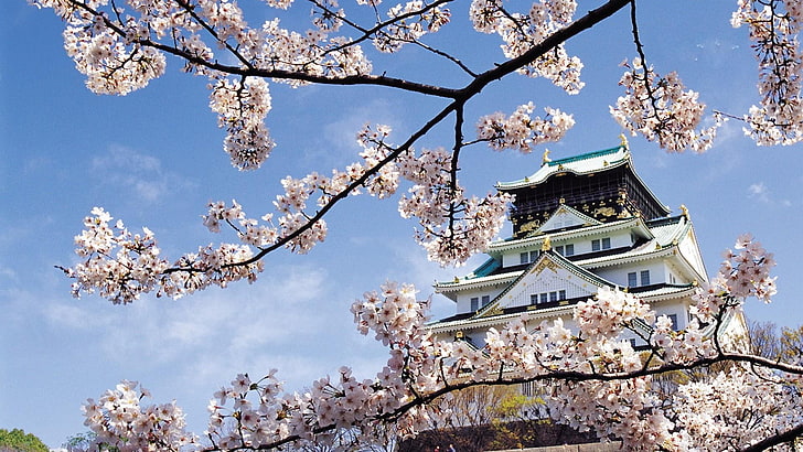 บาน, ฤดูใบไม้ผลิ, ดอกซากุระ, ดอก, ซากุระญี่ปุ่น, ญี่ปุ่น, ท้องฟ้า, วอลล์เปเปอร์ HD