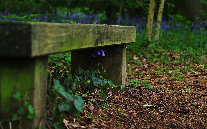 Bench, Nature, Photography, bench, nature, HD wallpaper