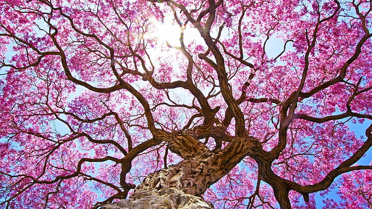 Bäume, Baum, Blüte, Baldachin, Erde, rosa Blume, Frühling, Sonnenschein, HD-Hintergrundbild