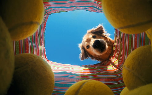 茶色と白の短いコーティングされた子犬、犬、テニスボール、 HDデスクトップの壁紙 HD wallpaper
