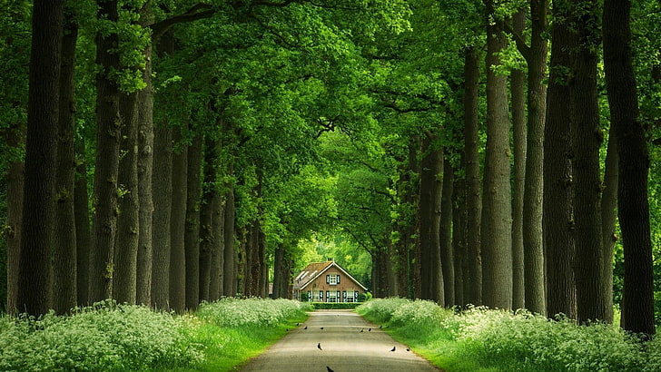 緑の背の高い木、昼間は茶色の家に向かって緑の木々の間の灰色のコンクリート経路、自然、木、葉、枝、森、木、家、鳥、道路、草、植物、 HDデスクトップの壁紙