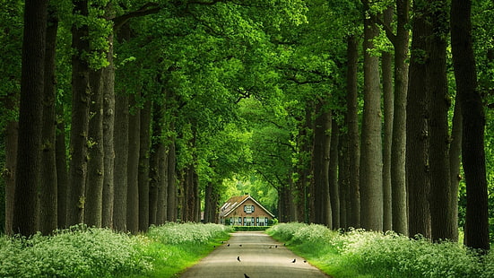 зелени високи дървета, сив бетонен път между зелени дървета към кафява къща през деня, природа, дървета, листа, клон, гора, дърво, къща, птици, път, трева, растения, HD тапет HD wallpaper