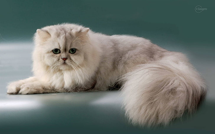 Пухкава персийска котка-фотография HD тапет, сива котка с дълга козина, HD тапет