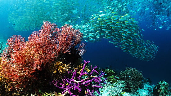 риф, животни, корал, коралов риф, под вода, риба, море, морски, гмуркане, океан, тропически, хребет, вода, воден, животно, акваланги, естествена височина, солена вода, екзотичен, дълбок, гмуркане, твърди корали, слънчева светлина, Египет, цветен, слънчев лъч, слънце, ярък, лъч, релаксация, подводен, морски пейзаж, мокър, колония, HD тапет HD wallpaper