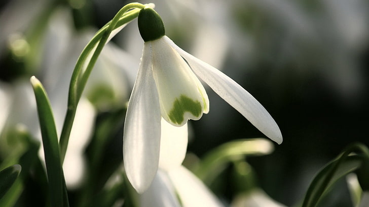 fleur blanche perce-neige, perce-neige, printemps, fleur, pétales, Fond d'écran HD