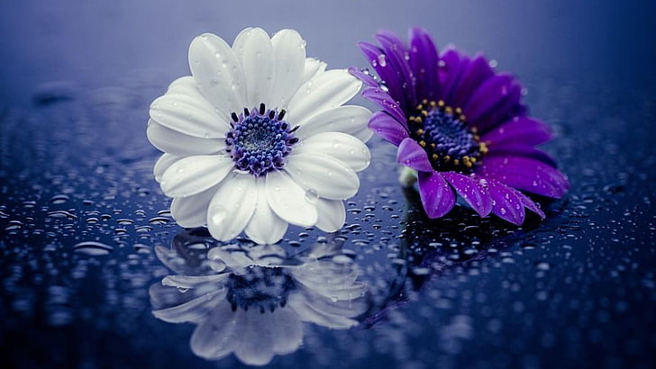 flor roxa, flor branca, gotículas, gotas de água, refletidas, pingos de chuva, HD papel de parede