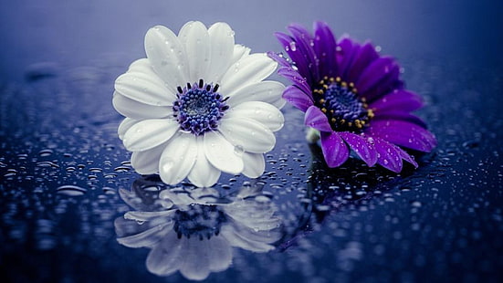 fiore viola, fiore bianco, goccioline, gocce d'acqua, riflesso, gocce di pioggia, Sfondo HD HD wallpaper